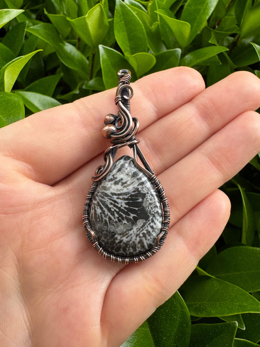 Black Fossil Coral